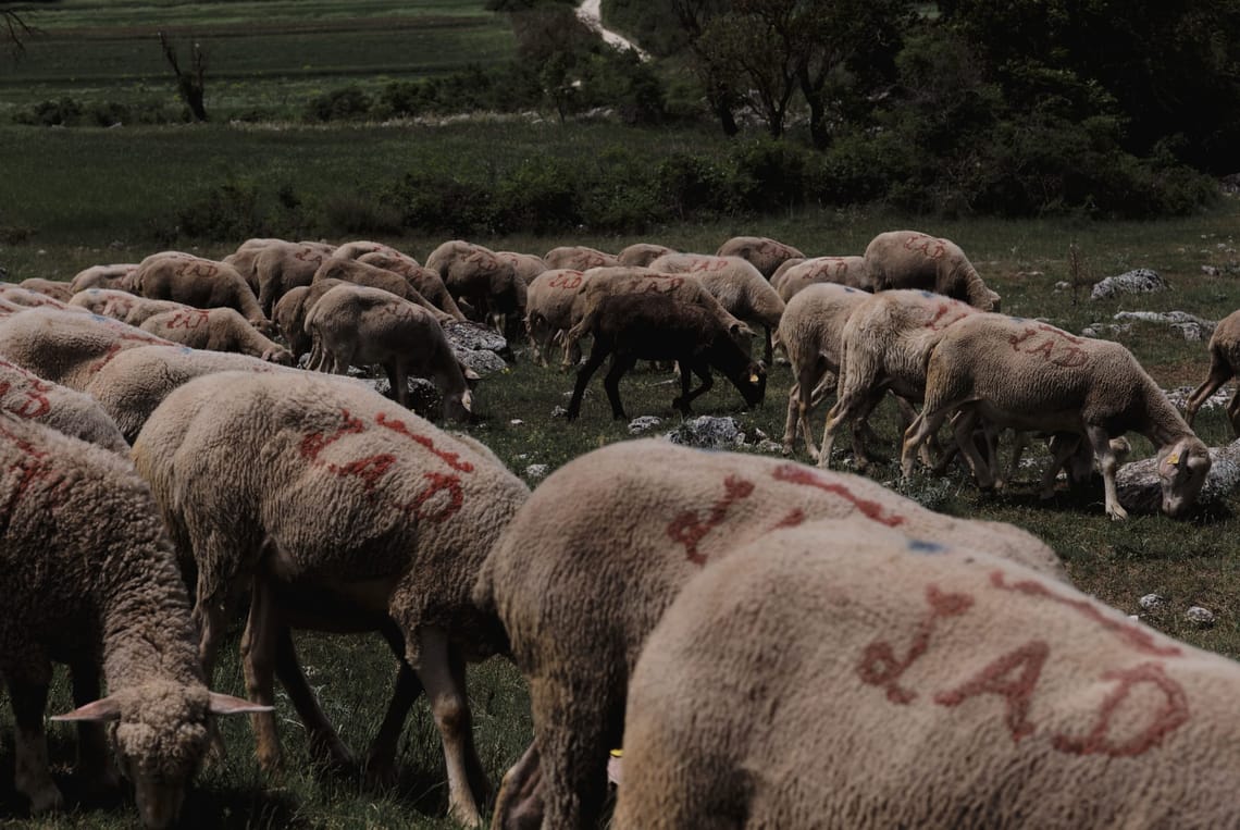 Sheep in Abruzzo