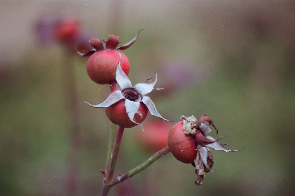 Blurry Flowers