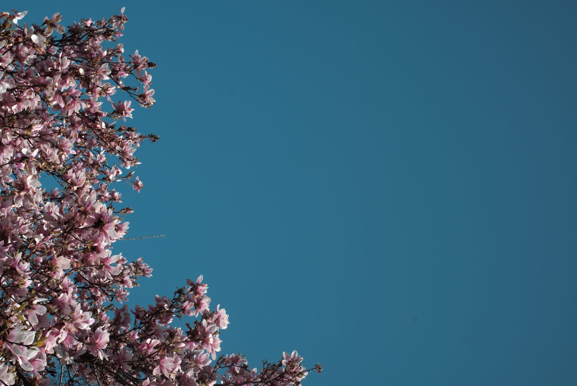 Magnolia
