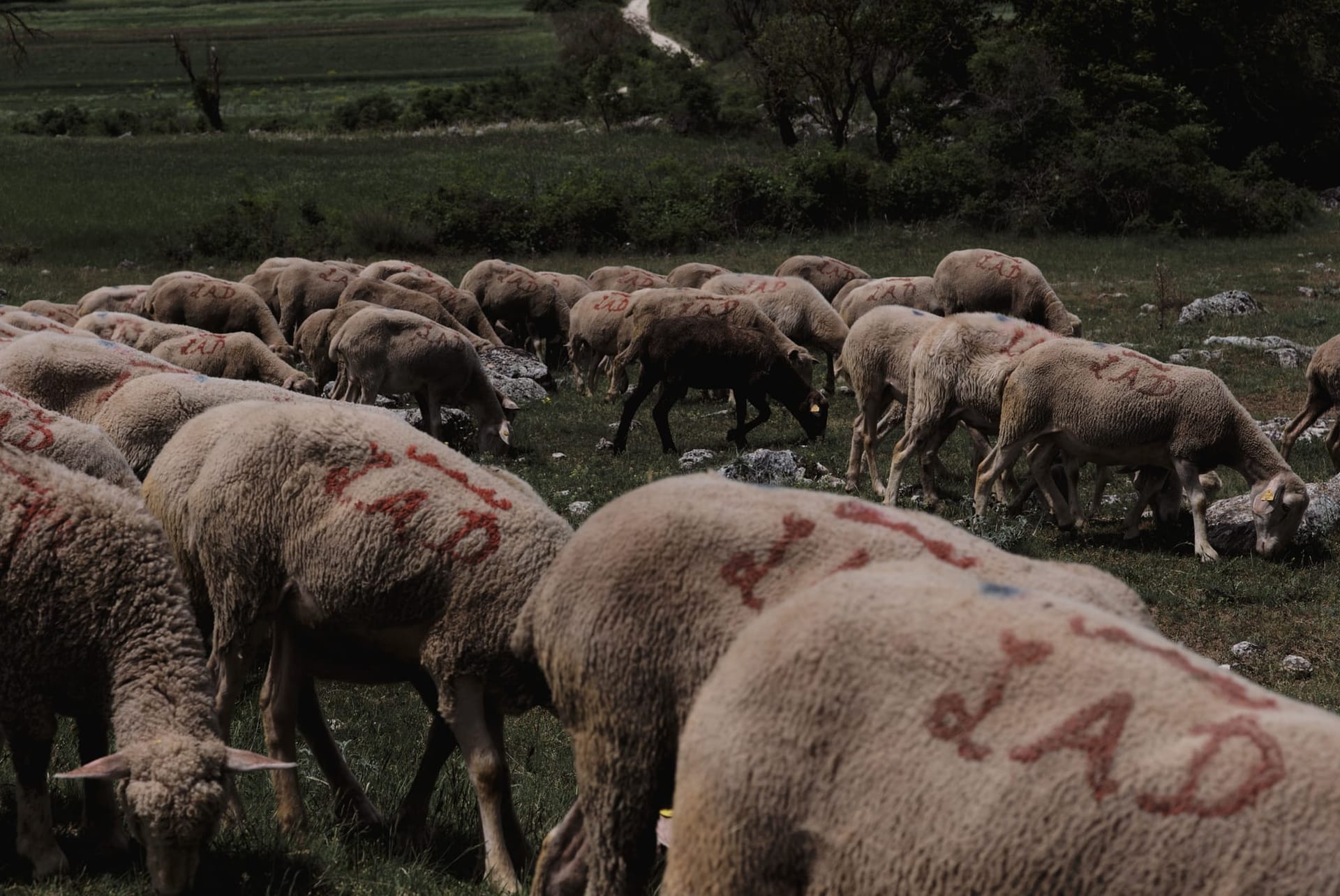 Sheep in Abruzzo