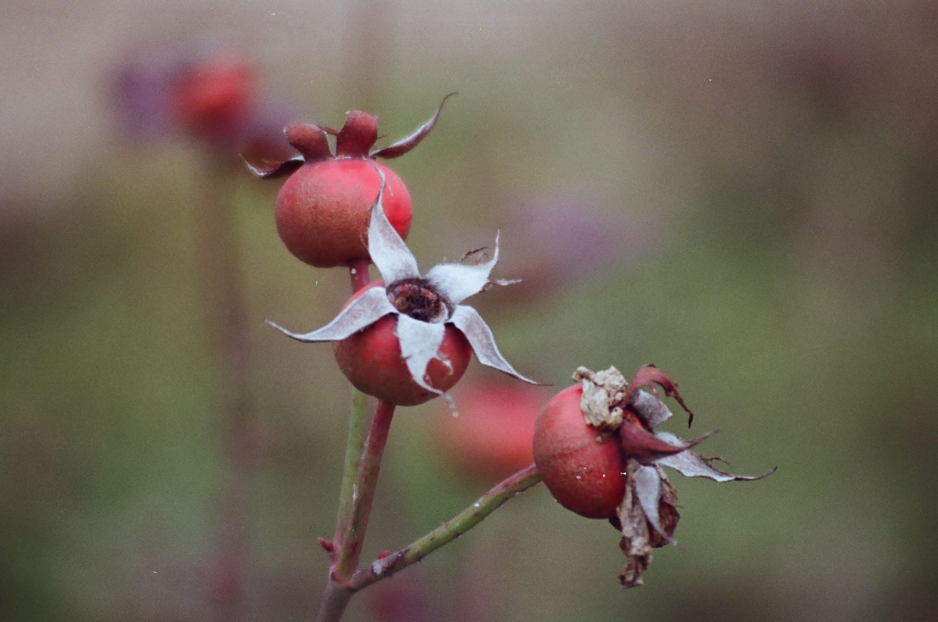 Blurry Flowers