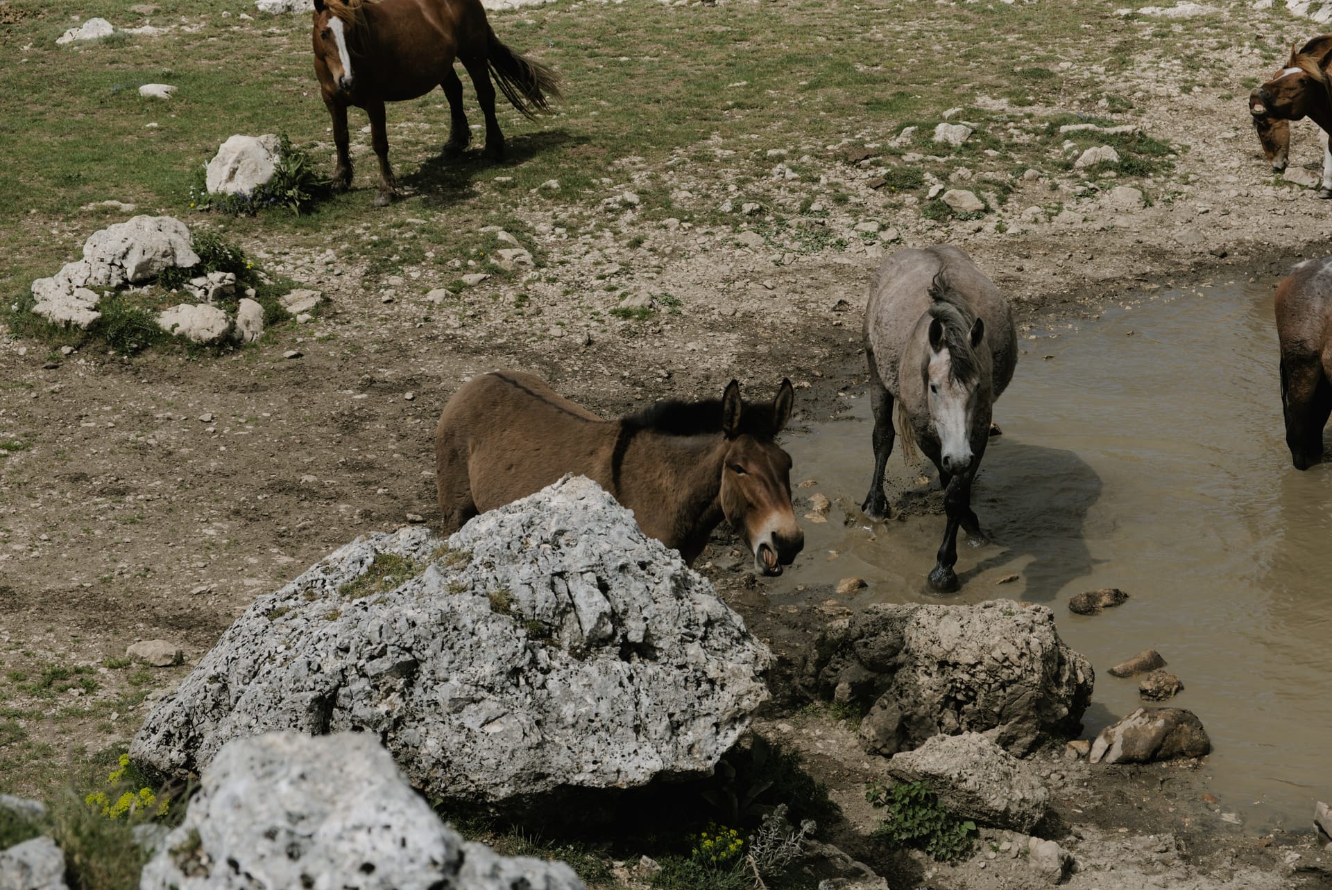 Horses and...